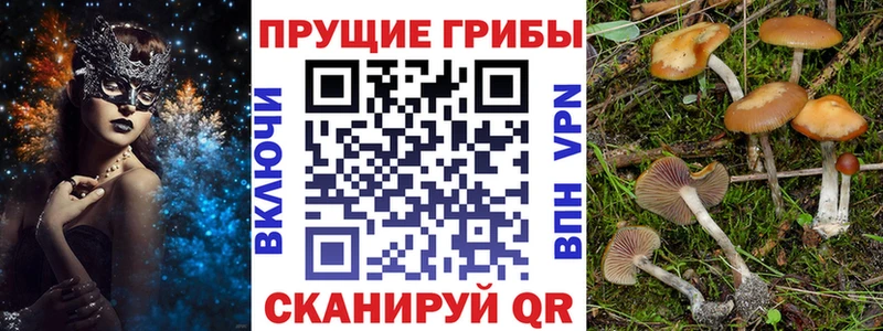 Псилоцибиновые грибы Cubensis  ОМГ ОМГ ссылка  Красноармейск 